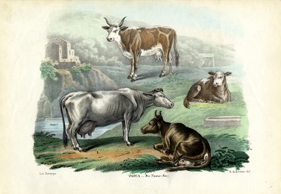Cattle by Raimundo Petraroja